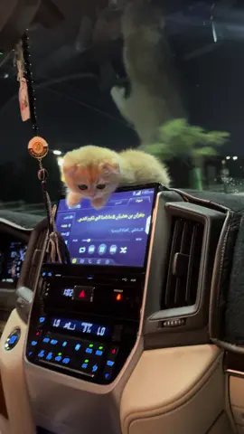 #Roz #اكسبلور #viral #لايك #نجران #جامعة_نجران 