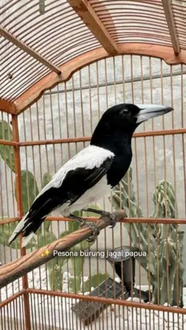 🐦‍⬛🪶🍃 Kicauan sehari-hari. Sangat lantang #jagalpapua #birds #jagal #burung #gacor #kicaumania 