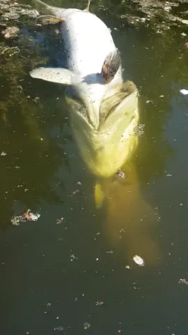 Greedy buggar #pike #fishing 