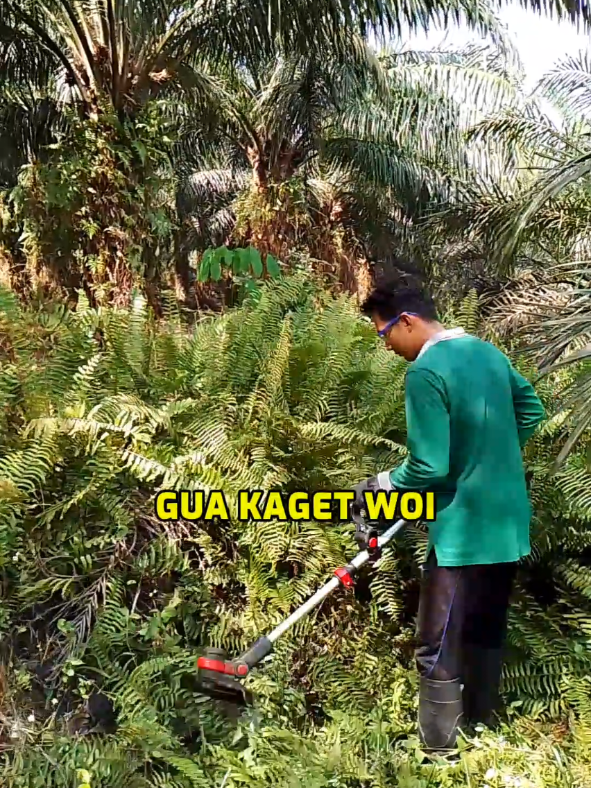 -Bertenaga Baterai Lithium – Jadi nggak ribet pake bensin, dan aman buat lingkungan. -Mesin Super Silent – Motong rumput tanpa ganggu tetangga, kecuali tetangganya baper. -Pisau Tajem & Lebar – Rumput tebal, semak tinggi, semua disikat kayak nggak ada harga dirinya. -Tahan Panas & Anti Ngadat – Udah dicoba di kebun gue yang panasnya kayak neraka bocor, tetep ngacir! -Ringan Tapi Gahar – Bisa dipake emak-emak sampe bapak-bapak, bahkan jomblo tangguh kayak lo pun bisa! #CeritaKebunLucu #RumputNgakak #MesinPakuPakuan #GuePakeIronHoof #PuterMesinLangsungBeres #KebunJadiKonten #NgakakDiKebun #KebunAutoRapi #KebunCleanLook #TampilanPetaniBaru #KebunVibes #BateraiLangsungNgacir #KacamataOnDuluBoss #fyp #viral #tiktok 