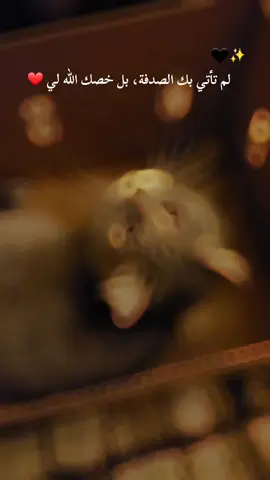 أجمل شي بهل الدني هذه المخلوقات❤️#gray_louna #fyp #fypシ #اكسبلورexplore #محبين_القطط #قطتي_الجميلة #cat #قطتي #قططي 