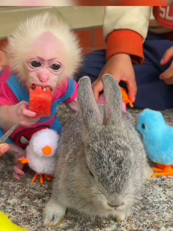 Beautiful Baby Monkey 🙊 Mom Love 😍 With Baby Monkey 🙊 so cute baby Monkey lala vídeo de monitos bañándose bibi monkey official monitos bebes bibi monkey video monyetnya lucu monyetmonyet lucu monyet lucu monyetnya lucu tiktok monkey bibi monyetnya mandi kolam monyetnya lucu tiktok monyetnya lucu  monkey on the toilet Monkey on the toilet monkey on potty toilet trained monkeyss gorilla in the toilet #babymonkey #bibimonkey #monyetlucu #monkeyshowering #usamonkey #monkey #monkeydluffy #monkeysoftiktok r