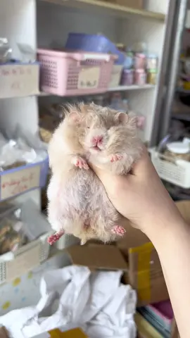 Chế độ ăn cho hamster tạng to #xuhuong #xh #hamsters #hamster #hamsterbear #hamster_tạng_to #pinpinhamster #bichlienhamster #vairalvideo #hamsterTQ #trộnđồănchohamster #hamsterbearrex #vairalvideo #hamsterTQ #trộnđồănchohamster #hamsterbearrex #hamster_team🐹 #hamster🐹 #xuhuongtiktok #hamsternuoc 