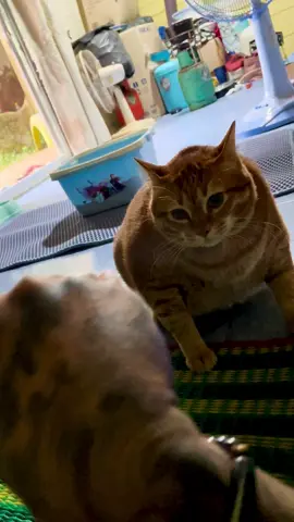 #thebloodeaglestattoothailand #ไทยแลนด์🇹🇭 #แมว #แมวอ้วน #แมวส้ม #แมวส้มจอมซน #แมวไทย #อินทรีสัก #cat 🐈♥️