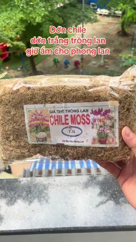 Dớn chile - dớn trắng trồng lan gói 100vr
