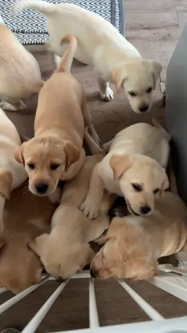 Labradors last sleepover as a full litter! We still have two available! #puppylifebelike #dogbreederuk #liscensedbreeder #dogmum #trending #minidachshund #labrador #labradorpuppy #labradorsoftiktok #labradorlover #viralvideos 