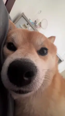 这个距离是不是太暧昧了 #忧郁 #黄鼠狼 #恋爱了 #柴犬