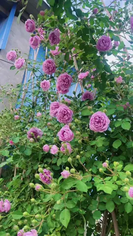 Hoa hồng Rainy Blue🌸🌸 1 màu sắc tím lãng mạn🥰🥰 #hoadep #hoacaycanh #hoasanvuon #hoahongrainyblue 