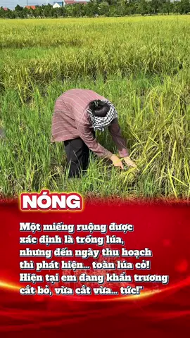 Nóng - Trồng lúa mà toàn cỏ #agrijapan #nongnghiep #caylua #tuyetanhagrijapan #chiase 