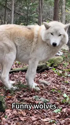 Funny wolves.#wolf #wolves #wolflife🐺🐺🐺 #wolvesoftiktok #funnyvideos #funnymoments #fyp 