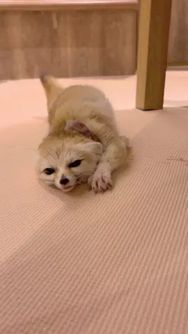 嬉しさ全開！🥺💓 #フェネック #キツネ #横浜 #かわいい #fennec #fox #animal #yokohama #Emma