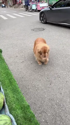 #chó #cunyeu #thịnhhành #thúcưng #xuhướngtiktok #viral #fyp #xuhướng #viralvideo #dog