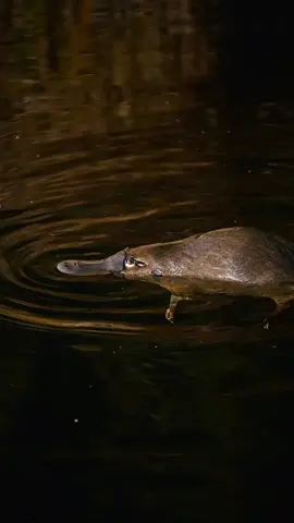 The most unique mammal on earth, The Platypus 😍 #australia #wildlife #natgeo #natgeowild #platypus #tasmania 