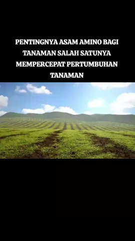 PENTINGNYA ASAM AMINO BAGI TANAMAN SALAH SATUNYA MEMPERCEPAT PERTUMBUHAN TANAMAN MANFAAT ASAM AMINO BAGI TANAMAN Asam amino adalah nutrisi bagi mikroba tanah, Tujuan Aplikasi Asam amino pada tanaman dengan tujuan mempercepat pertumbuhan tanaman, serta memperbesar buah, dan batang tanaman, bahkan getah tanaman#asam_Amino_Tanaman#pyfツ #popular #fy #pyfツviral_❤ #tik #unsurhara #ti̇ktok #petaniindonesia🇮🇩🇮🇩🇮🇩🌿🌿 #bantuanpemerintah #promomakangajian #tiktoknews #fffffffffffyyyyyyyyyyypppppppppppp 