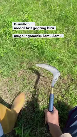 senggol pedot lek 😳 #sabit #sobatngaritnusantara #peternaksapiindonesia #fypage #fypシ゚ 