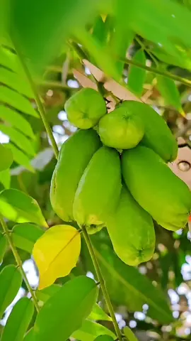 আমি পরিবারের মেজো মেয়ে আর তুমি #foryoupage❤️❤️ #vairal_video_tiktok #তিন_বার_কপি_লিঙ্ক_করুন_প্লিজ😭😭😭😭😭😭😭😭 