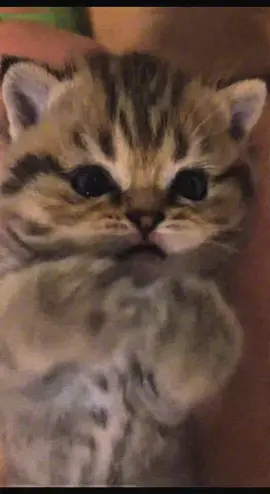 😓.                                                                                                                                                        #fy #fyp #fyppp #fypppppppppppppp #cat #viral_video #sweet #baby #cute #cats #viral #kitty #kittycat #рекомендации 