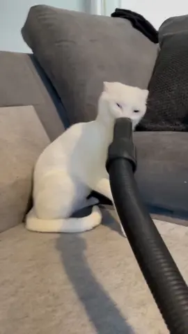 Cat and vacuum cleaner#fyp #funny #foryou #cat #catsoftiktok #cute #pet 