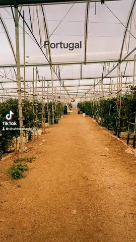 Viral#video#portugal#