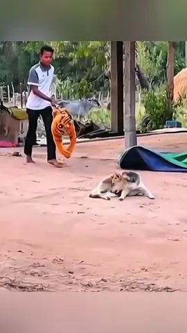 Funny animals 🤣🤣 #pet #cat #dog #cute #animals #foryou #typ