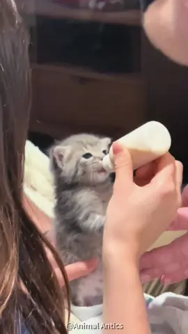 Cute kittens meooooow 🥰🥰🥰 #cat #catsoftiktok #animals #cute #funny #fyp #foryoupage #pet #catlover #kitten #drama #funnycat #cutecat 