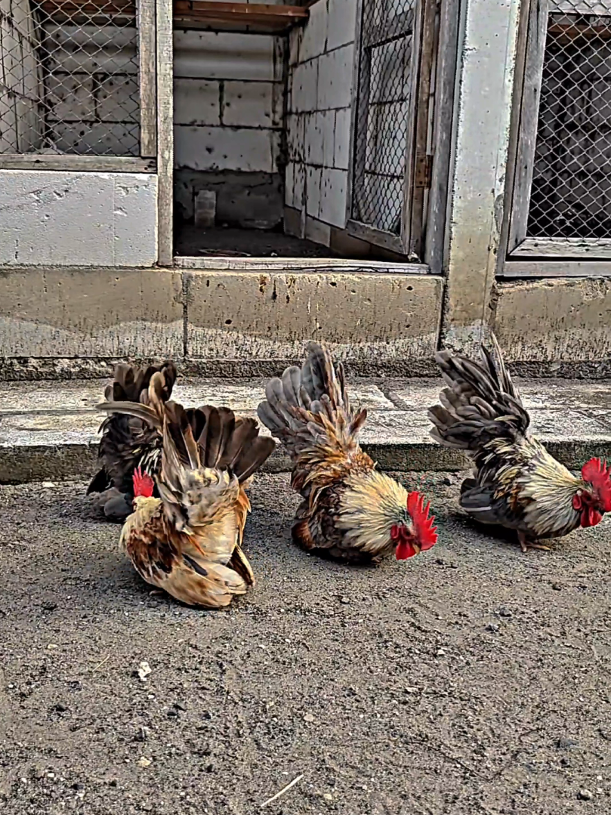 Tinggal pilih yang mana 😁📦 #ayamkate #japanesebantam #ayamhias #peternakan #peternakanayam #ternak #farmlife #animals #backyard #chicken #nagasakibantam #galinha #chabo 