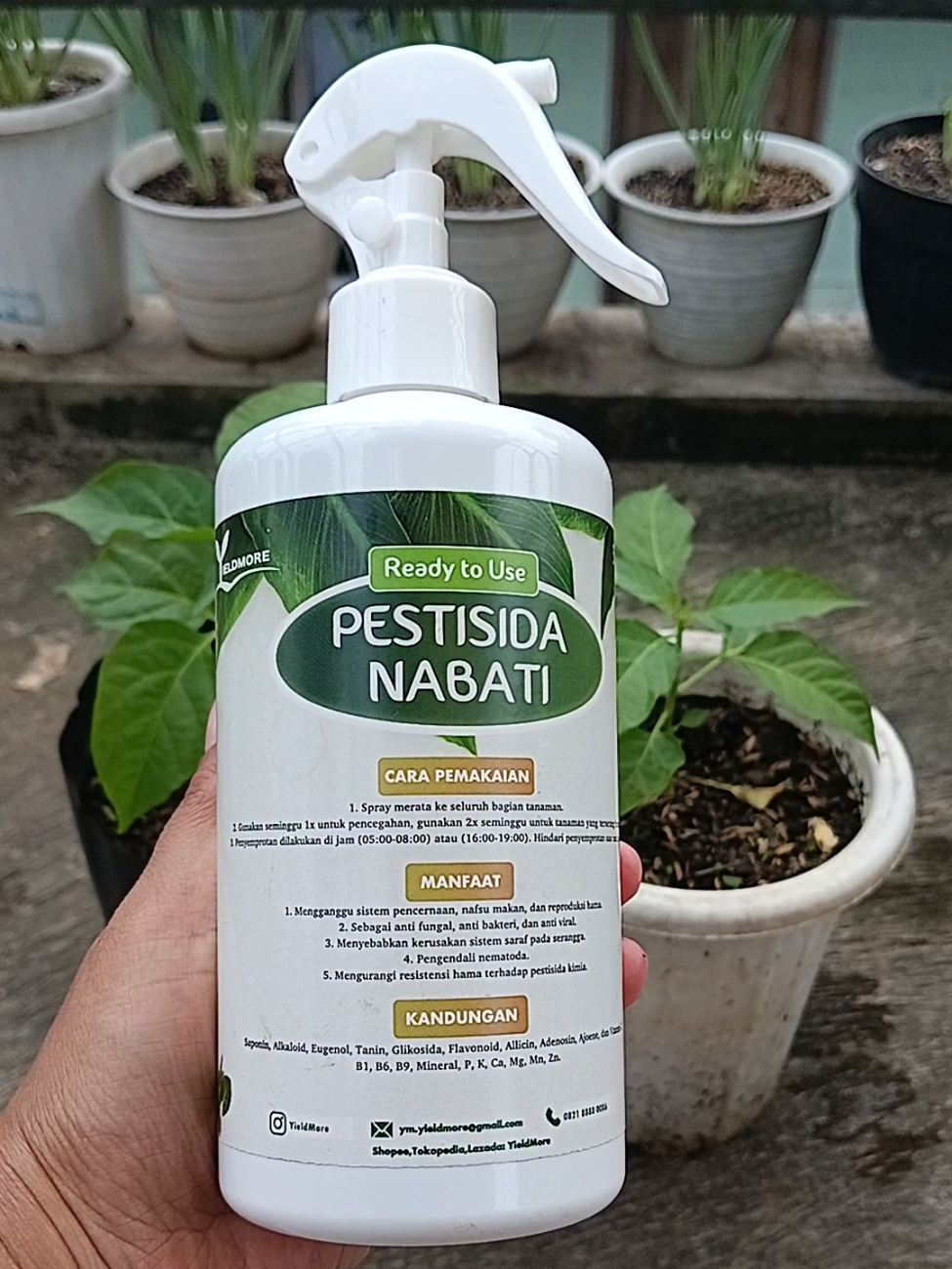 Pemberian pestisida pada tanaman cabai agar terhidar dari hama  #pestisida #pestisidanabati #yieldmore #hobby #gardening #cabai 