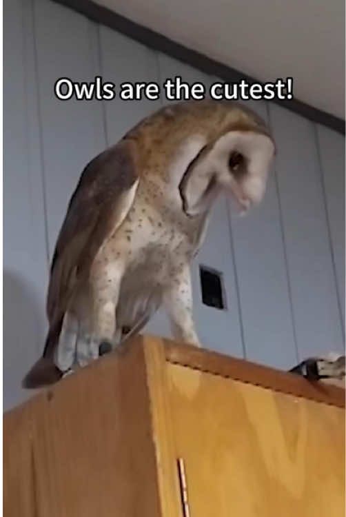 Owls are the cutest!🥰😍 #owl #owlhouse #owls #owlsoftiktok #owllove #parrot#funnyvideos #funnytiktok #funnyanimals