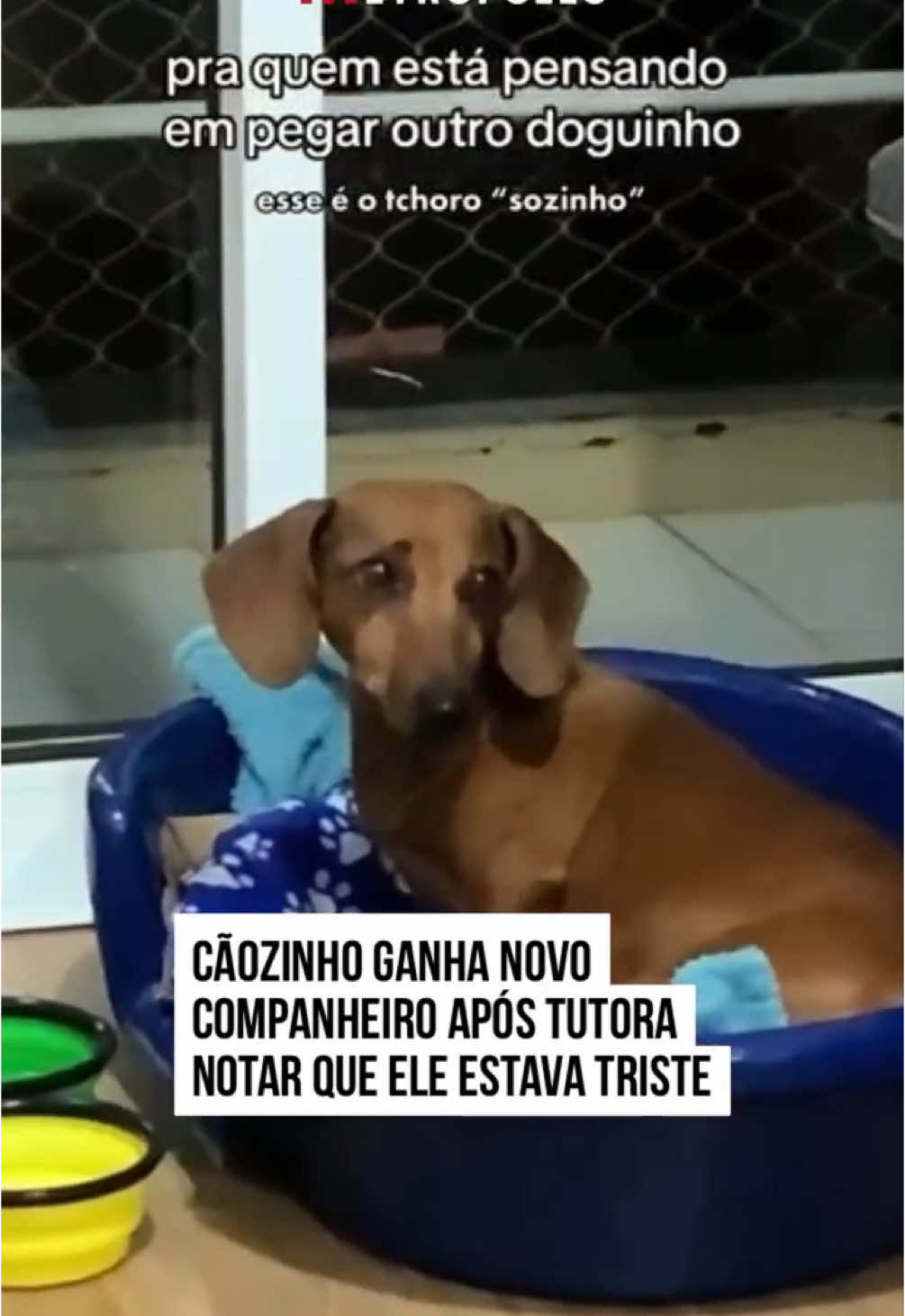 🥹🐶 Uma tutora comoveu a web ao decidir adotar mais um #cachorro após perceber que seu #cão estava muito triste e #solitário. No vídeo, o cão aparece desanimado e sem energia, mas tudo muda quando um novo amigo chega, trazendo de volta a alegria ao lar. A transformação no comportamento do cão foi notável, emocionando e aquecendo os corações dos internautas. #tiktoknoticias 🎥 @jessepaola | @myhoodbr 