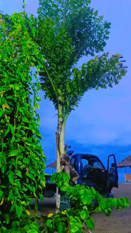 #fyp #fyppppppppppppppppppppppp #Malapau #Beach #resort #mbr #malapaubeachresort #kokopo #enbp #enbp🌋 
