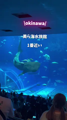 美ら海水族館に1番近いホテル 知ってる？ Hi tai!  沖縄の魅力発信してる はな🌺です！ ぜひ、保存して おでかけプランに役立ててね！ \ 家族で一緒に楽しむホテルステイ/ ホテルから徒歩5分で美ら海水族館🐟に 混雑知らずで朝一番に行けるょ！ また ホテル宿泊者専用の通路があって そこから海洋博公園にインできるのも 特別感あってすごかったなぁ♪ エメラルドビーチまで徒歩10分！ 深さ　深水100cmと60cmの屋外プールで 子どもちゃんスイスイー🐠 お部屋が水族館🐳みたいで 雨の日でも退屈しない大型エア遊具や おもちゃで遊び放題だったり キッズメニューと沖縄料理が充実した 朝食ブッフェや毎日開催されているおやつブッフェがあったり 子どもよろこぶー！！ 自然も満喫できて大人は癒された♡ 家族で特別なひと時を過ごしてね♪ 参考になったらうれしいです🥰🫶 __________________________ 🏝️ロイヤルビューホテル美ら海 @royalviewhotel_churaumi  📍 沖縄県国頭郡本部町石川938 📞 0980-48-3631 🅿️あり　(宿泊者無料) 那覇空港✈️から車で約1時間40分   近隣スポット ・備瀬のフクギ並木　徒歩10分 ・美ら海水族館　徒歩5分 ・エメラルドビーチ　徒歩10分 _____________________________ このアカウントでは ◻︎おすすめグルメ・カフェ ◻︎行きたいイベント情報 ◻︎ベストホテル ◻︎外さないスポット ◻︎役立つ子連れ情報 を 大人も子どももワクワクする 魅力いっぱいのokinawa🌺をシェアしてます！ いいね❤️コメント、 フォローしてもらえると 嬉しいです😊🌺 @okinawa_hanaguide PR #オキナワハナガイド #okinawa#本部町#やんばる #沖縄旅行#沖縄ホテル #沖縄子連れ旅#okinawaresort #okinawatrip#japan #沖縄ビーチ#美ら海水族館 #ロイヤルビューホテル美ら海#美ら海