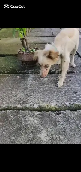 parte 1312 rescue of an abandoned dog with an eye problem❤️ #heroes #rescue #dog #abandoned  #dogcute #dogsaved #animalslover  #dogsoftiktok #lifeguardrescue  @𝐿𝑎́ 𝑟𝑒𝑖𝑛𝑎 𝑑𝑒𝑙 𝑚𝑎🌊 @Silvia 77/ 83 @Harlym Jose Baquedan @kovovkatarna @ronaldo gogowa @Sol ☀️ mar @🩷 @𝐋 @GeraldineG’ @alecha🐺 @Anaksymenesaa @Bella @BIAFERN @bellesandra37 @Brigitte Maquer @caridad Ramirez8 @Anitaleal🌸 @𝕭𝖆𝖉 𝕲𝖎𝖗𝖑 @Eli🦋🌻 @hellena_blnx04 @fytfhffhhy @Francesca @emy @emillygsilvaa_ @LUCY @𝐋𝐢𝐝𝐢𝐚🌺 