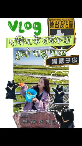 आज म एशियाकै सबैभन्दा ठूलो भालु पार्क घुम्न गएँ 🐻 यत्रा गर्दा एकदम रमाइलो अनुभव भयो! यहाँका भालुहरू क्युट मात्र हैन, धेरै चलाख पनि छन् 😍
 तपाईं पनि यस्तो सुन्दर स्थान जान चाहनुहुन्छ?
 #AsiaLargestBearPark #भालु #BlackBearIsland #TravelVlog #ChinaVlog #BearLovers #NatureTravel #fyp 