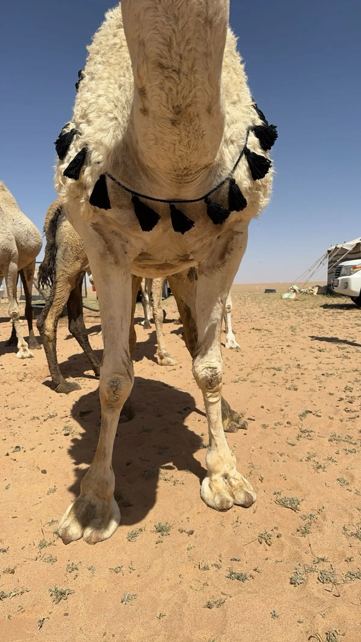 #عبدالعزيز_الديحاني #اكسبلور #الصمان_نجد_الحجاز 