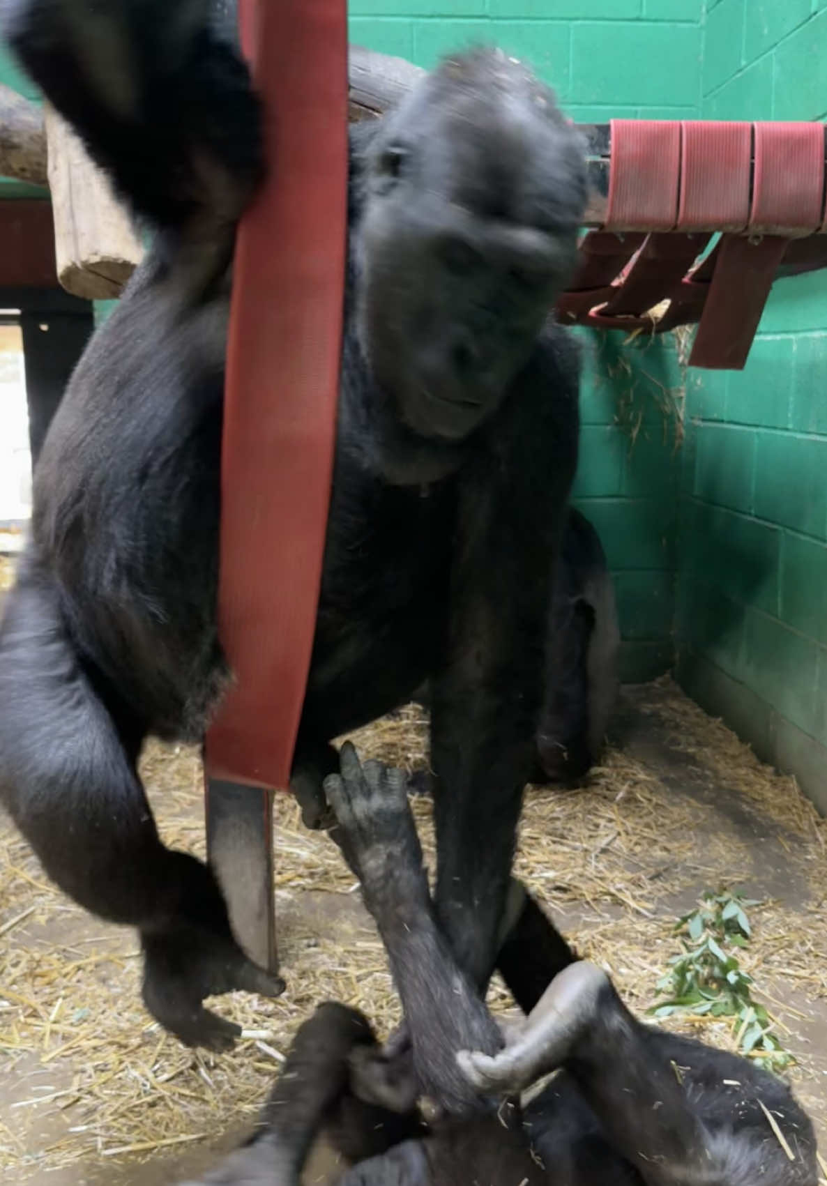 When you’re trying to have a fun time on the swing but your baby brother has other ideas!! 🖤🦍 #fyp #fypage #foryoupage #gorilla #zookeeper #zookeeperlife #zookeepersoftiktok #ape #babygorilla #hyper #crazy #spinning 