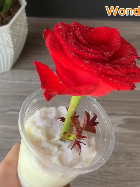 Lemon and garlic, rose cutting will root #rosepropagation #rootingroses #wondergarden #rose #lemon #garlic #plants #redrose #garden #cutting #rosemary 