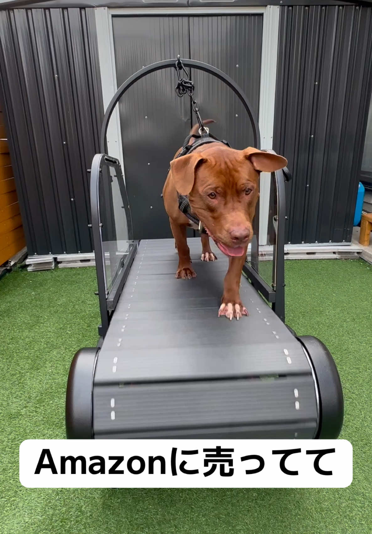 @moysoonpet6 から出てる犬用ランニングマシン。 期間限定で10%オフ！！ 割引コード はこちら→「RRFBV8N7」 5月31日から6月29日まで有効です。 マシンの簡単な特徴↓ 1. 屋内運動: 天候に関係なく、室内で犬のエネルギーを発散させることができます。 2. 健康的な体重維持: 定期的な運動により、犬の体重管理をサポートします。 3. 持久力の向上と体調管理: トレッドミルの使用により、犬の持久力や体調を改善できます。 4. 非モーター式設計: 犬が自分のペースで走ることができ、より安全に使用できます。  #ピットブル #ランニングマシン #トレッドミル #スラットミル　#すらっとみりる  #PR 