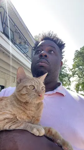 A cat full of curiosity about neighbor quarrels #cat #catsoftiktok#catlover#funnycat #fyp