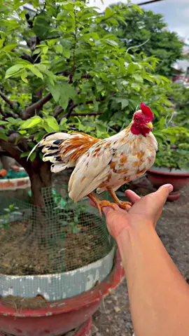 Một chú gà mơ đầy sự mơ mộng của tuổi trẻ . Một chú gà mang tên gọi AE miền ngoài hay gọi là “ Mơ “ còn AE miền Nam mình lại kêu là “ Bông “ . Mình ở SG còn AE ở đâu và có thích những dòng gà mini này không ạ #gàtre #gàtremini #gàtrebắc #gàtrebắccộc #gàtrebắccộc🇻🇳 #gàtrebắctít #gàmini #trungtâmgàtrebắctítviệtnam🇻🇳 #gàkiểng #vairalvideo #xuhuongtiktok #giaitri #chănnuôi #thinhhanh #yêuđộngvật #vairal #fyp #xuhuong #ilovetiktok #gàkiengvietnam  