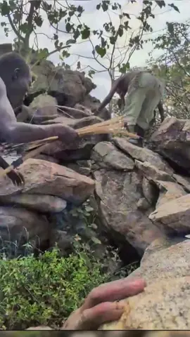 It Hides in the rock!😱#fpy #hadzabetribe #fpyツ #foyou #trendingvideo #breakfast #viral_tiktok #hadzabe #bushlife #afica #unitedstates #trends #usa_tiktok #eat #tasty #african #dinner 