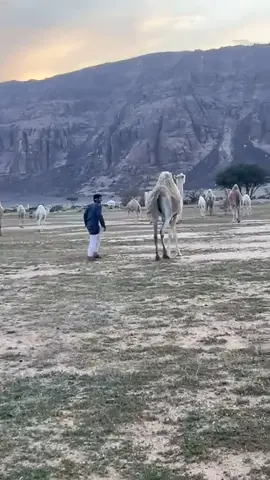 هذا اليوم #عاش ريان#في هذا اليوم 