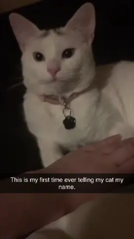 Cat reaction was Not what i expected😹😼#foryou #usa🇺🇸 #tiktok#cat #funny #fyp #funnycat #catsoftiktok 