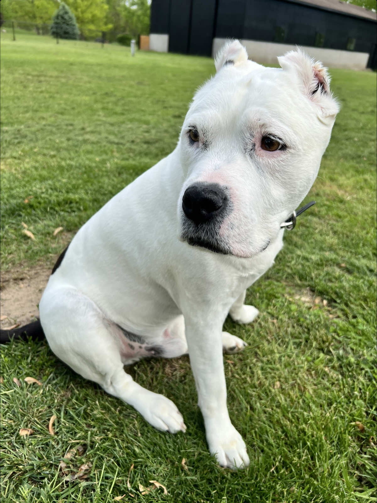 My first baby 🥹 my old man. my whole 🌎 #dogmom #dog #rescue #pitbull #bullybreeds 