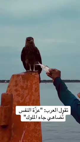 عزة النفس وابي الكرامة لا تكون الا في العظماء والصقور والاسود #fyp #foryou #creatorsearchinsights #viral #bts 