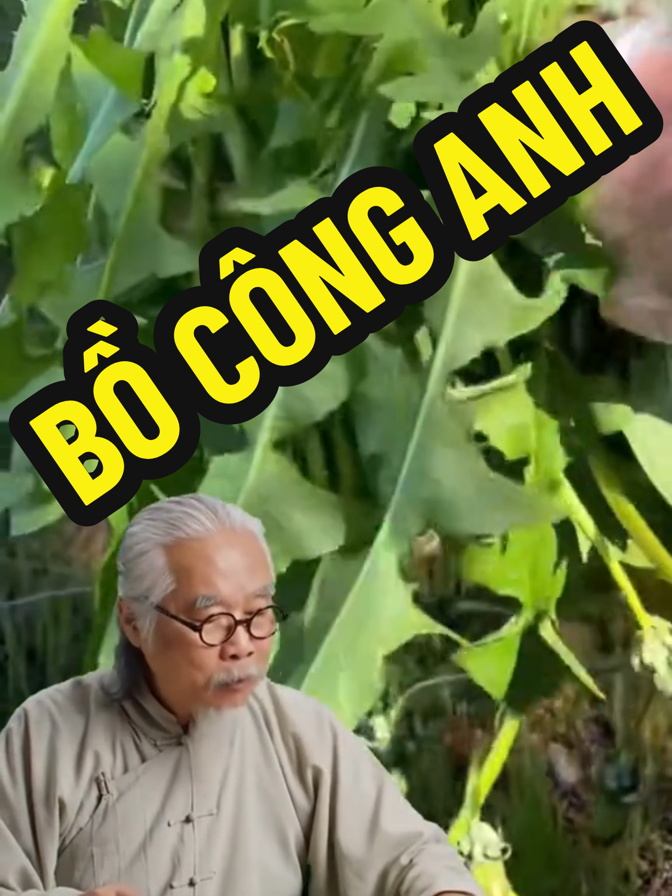 bồ công anh, bạn biết không... #suckhoe #thaomoc #thaoduoc #dongy #thaoduoctuetam #duoclieutuetam