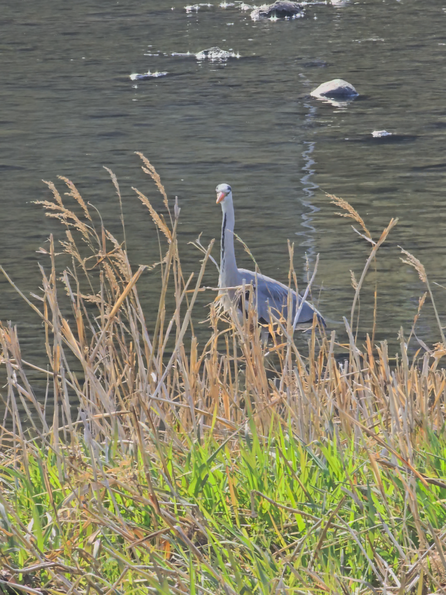 Heron Watching. #heron #birdwatching #japantravel #traveltok #birdtok 