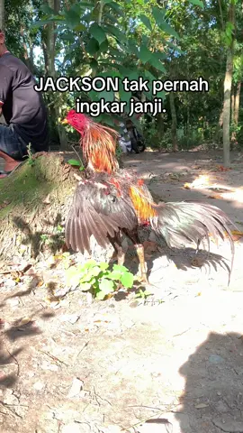 Jalan mulus lecet tipis🏆🤲🏼😇