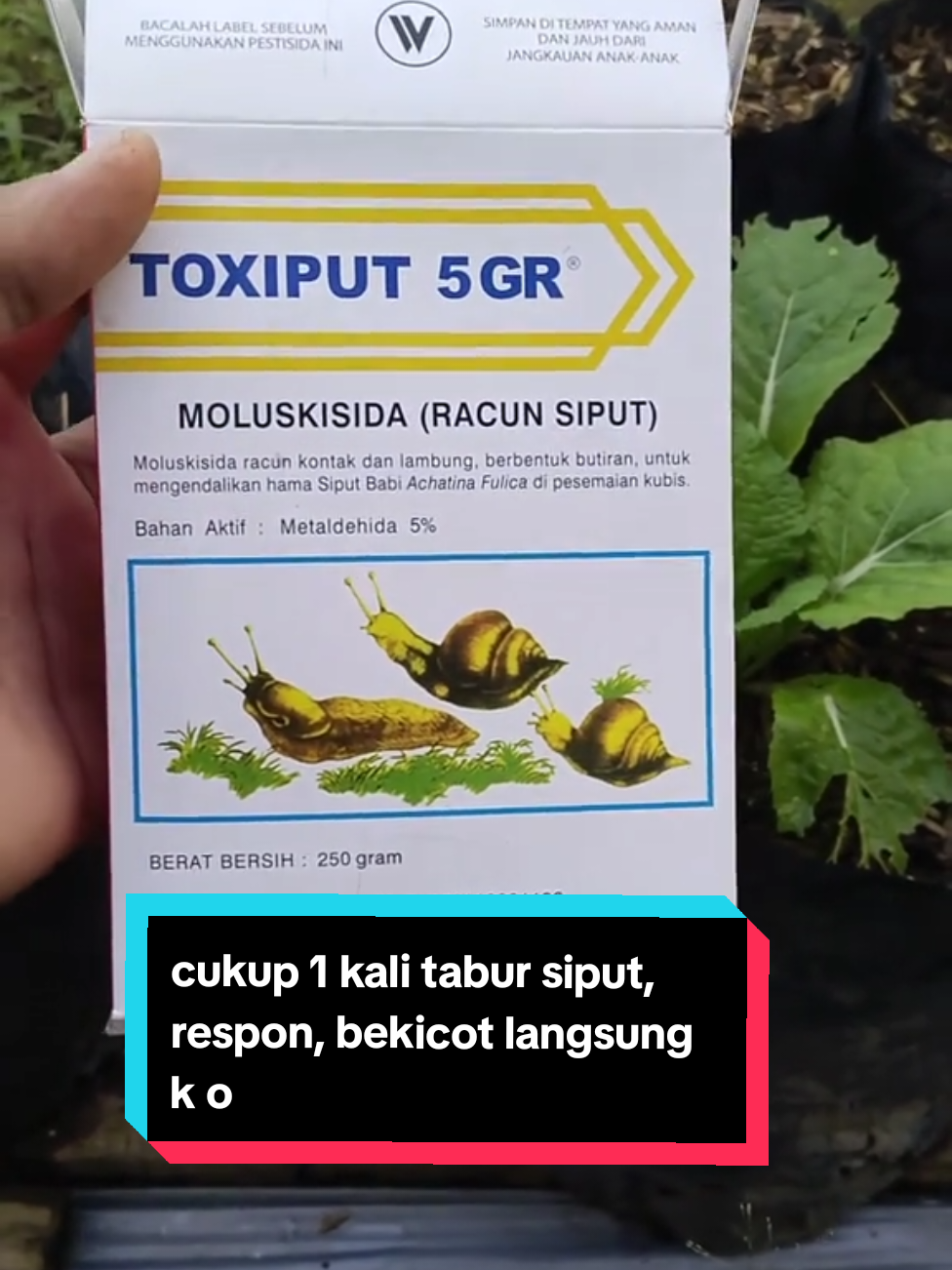 Toxiput 5Gr moluskisida 250 gr racun siput anti keong hama bekicot #berkebun #toxiput5gr  #pembasmihama  #insektisida #fyp  #berkebundirumahaja #Guncang66 