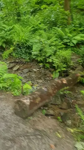 St Nectan's Glen Therapy Retreat 🥰🫶 The best work experience I have ever had ❤️✨️ Letting go and finding inner peace through Yoga, Meditation and Cold Water Therapy 🙏 #stnectansglen #stnectansglenwaterfalls #tintagel #cornwall #yoga #meditation #coldwatertherapy #nature #friendsforlife #peace 