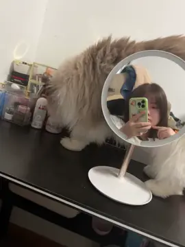 那年今日的手欠猫咪#tiktok #foryou #fyp #funny #trending #xuhuong #推薦 #熱門 #推荐 #热门 #웃긴영상 #추천 #搞笑 